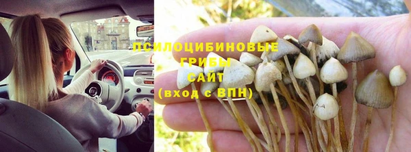 сатива Карпинск